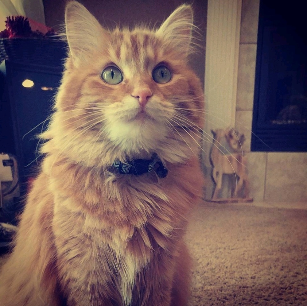 Meet your Posher, Kiki